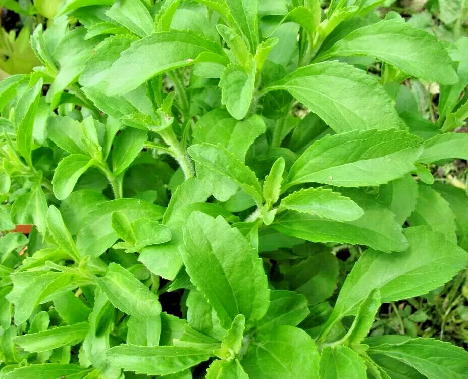 250 Stevia Sweetleaf Herb Plant Seeds for Planting Natural Stevia Sugar plant US