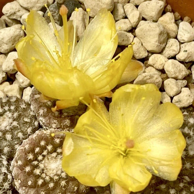 (10) Pack RARE SEEDS Copiapoa Laui US SELLER