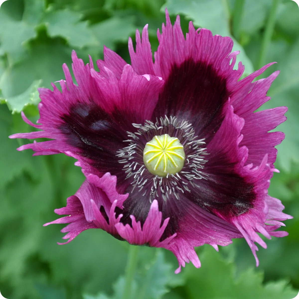 1,000 Seeds – Ultimate Mixed Poppy Seed – P. Somniferum – 10 Beautiful Varieties
