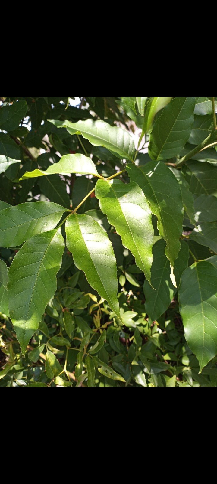 20 White Ash tree seeds Fraxinus americana