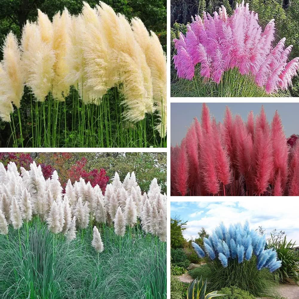 1000+ Mix Pampas Grass Seeds for Planting Cortaderia Selloana Seeds Heirloom Orn