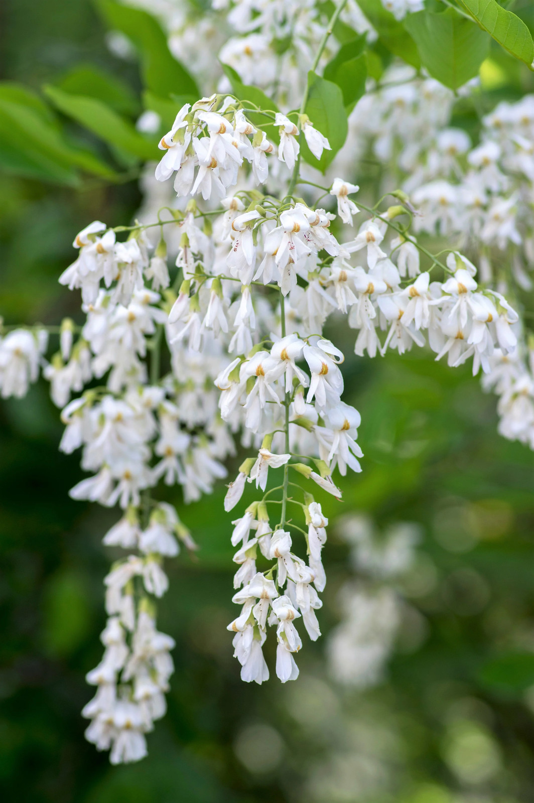 10 YELLOW ASH TREE Kentucky Yellowwood White Flr Cladrastis Lutea Kentukea Seeds