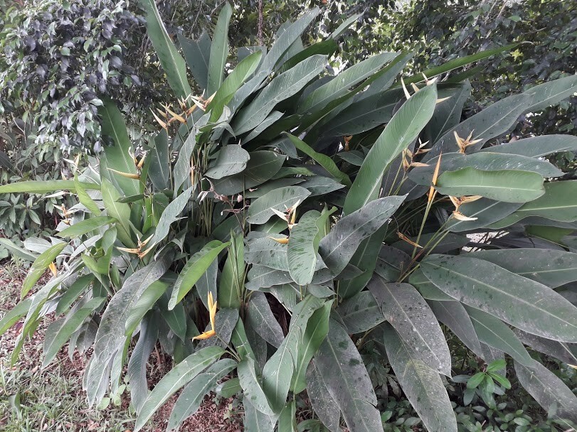2x Rhizomes Bird Of Paradise, Strelitzia Regina Flower Seed Root,  Free Offer!