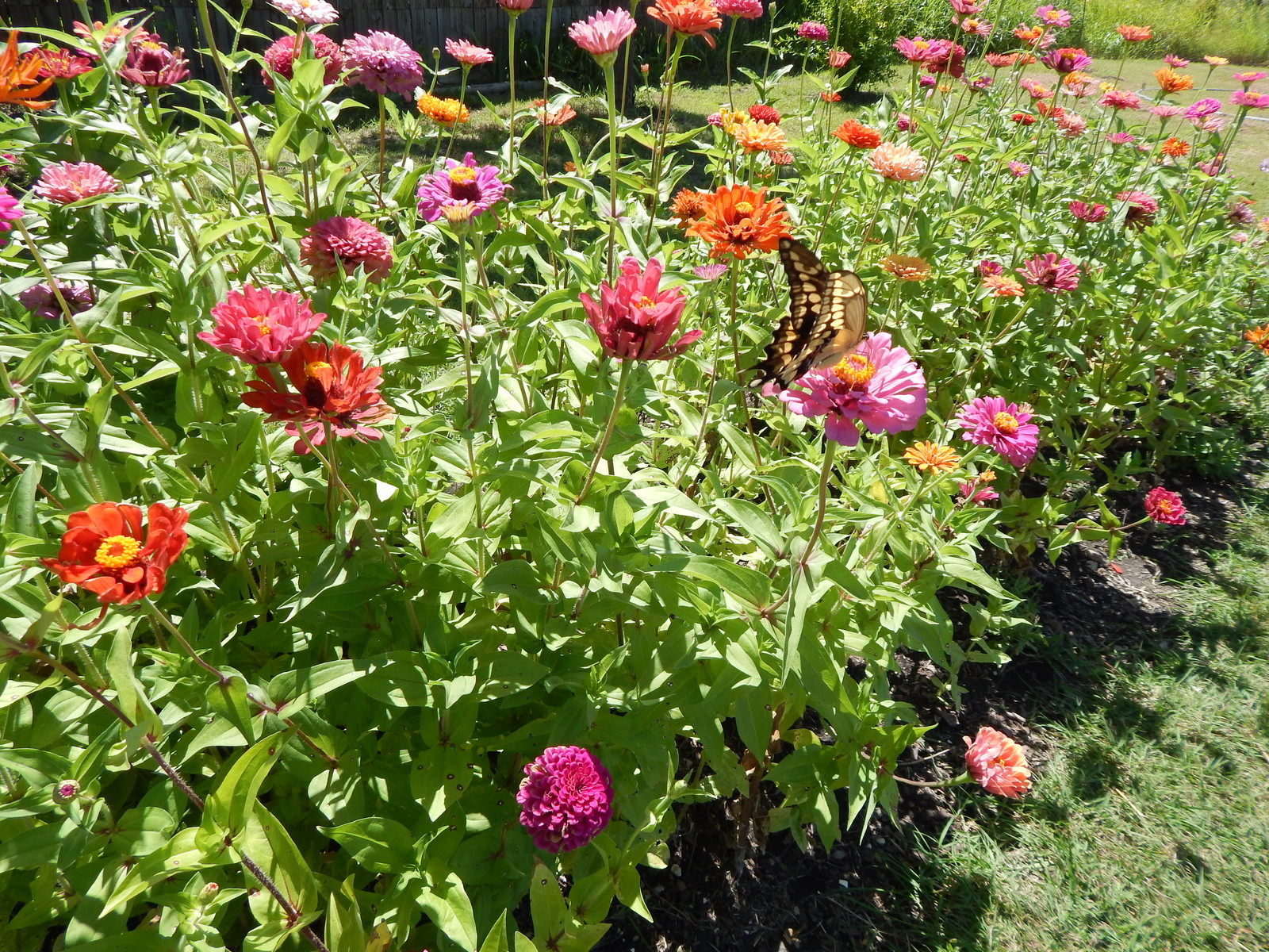 ZINNIA – 50 Fresh Seeds – Mixed Colors – GORGEOUS Blooms!! FREE Shipping