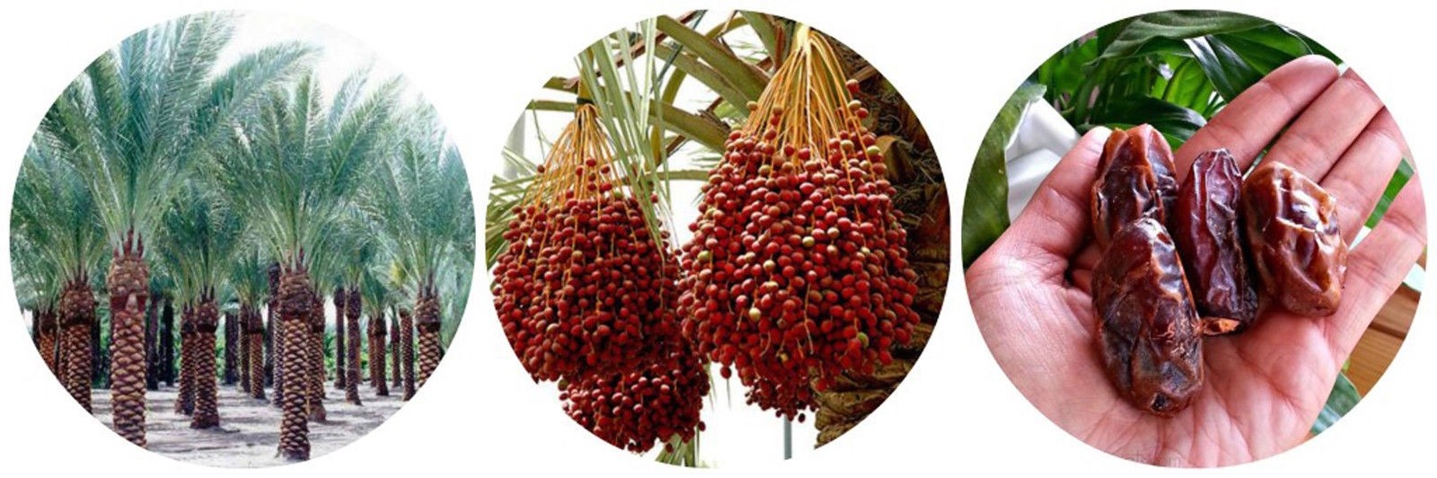 Dates Jumbo Medjool, ten [10] Date Palm seed – DATES SEEDS, DATE Seeds