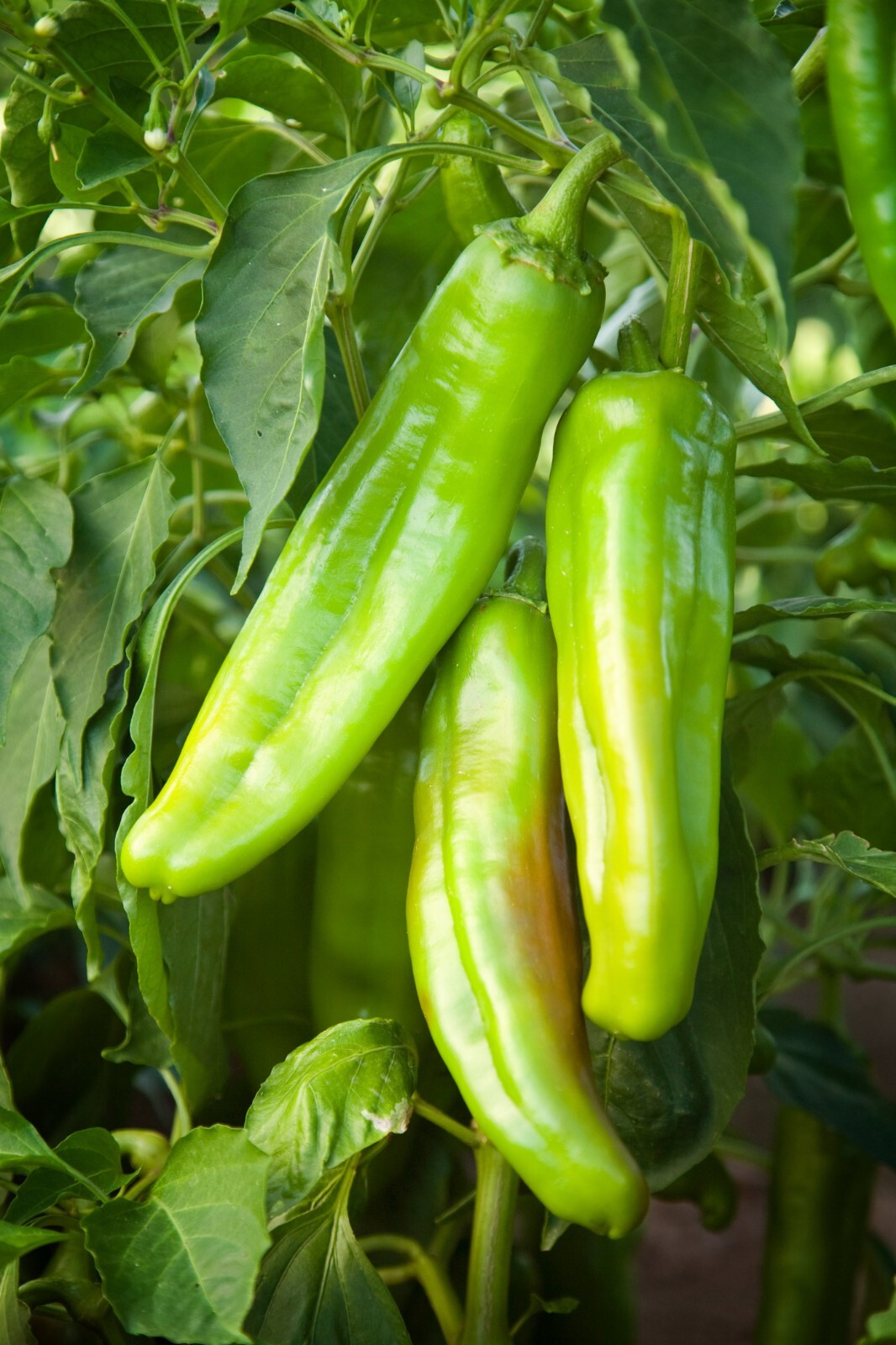 220 SEEDS Hatch (New Mexico) Chile Pepper Mild Spicy | USA Grown