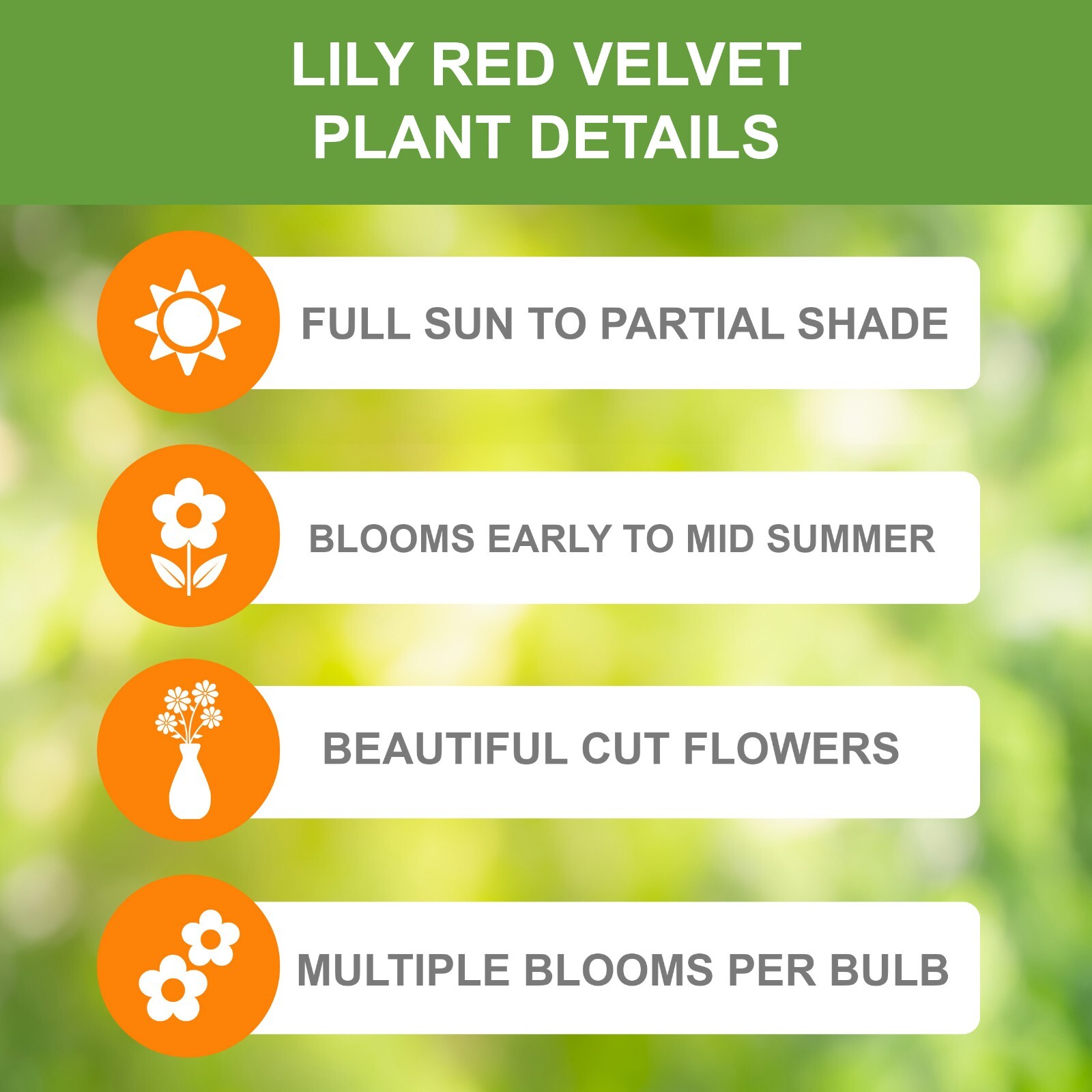 Garden State Bulb Red Velvet Asiatic Lily Flower Bulbs, 14/16cm, Spring Planting