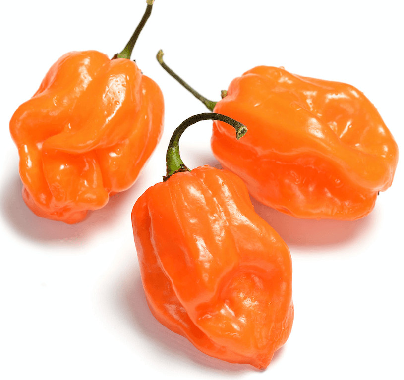 Habanero Pepper Seeds (FREE SHIPPING) Best Pepper flavor