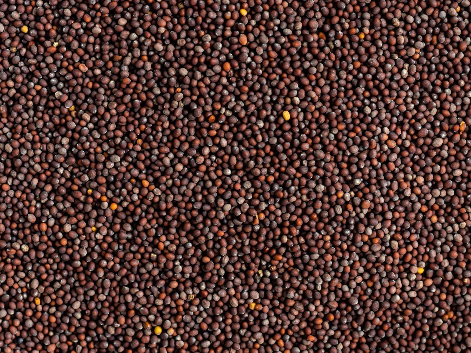 Florida Broadleaf Mustard 2500 Seeds, NON-GMO, Garden Growing, FREE SHIPPING