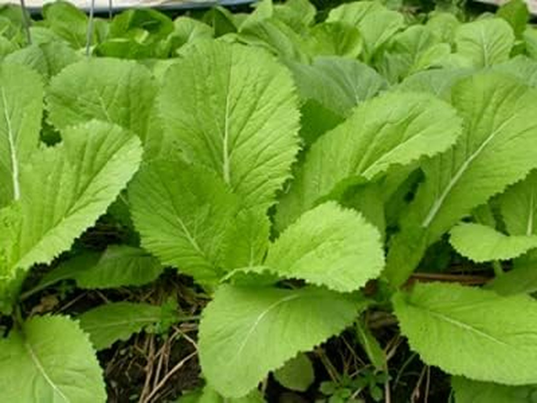 1000 Seeds Mustard Green Vegetable/ Cải Bẹ Xanh, Asian Vegetable Seeds, Vietname