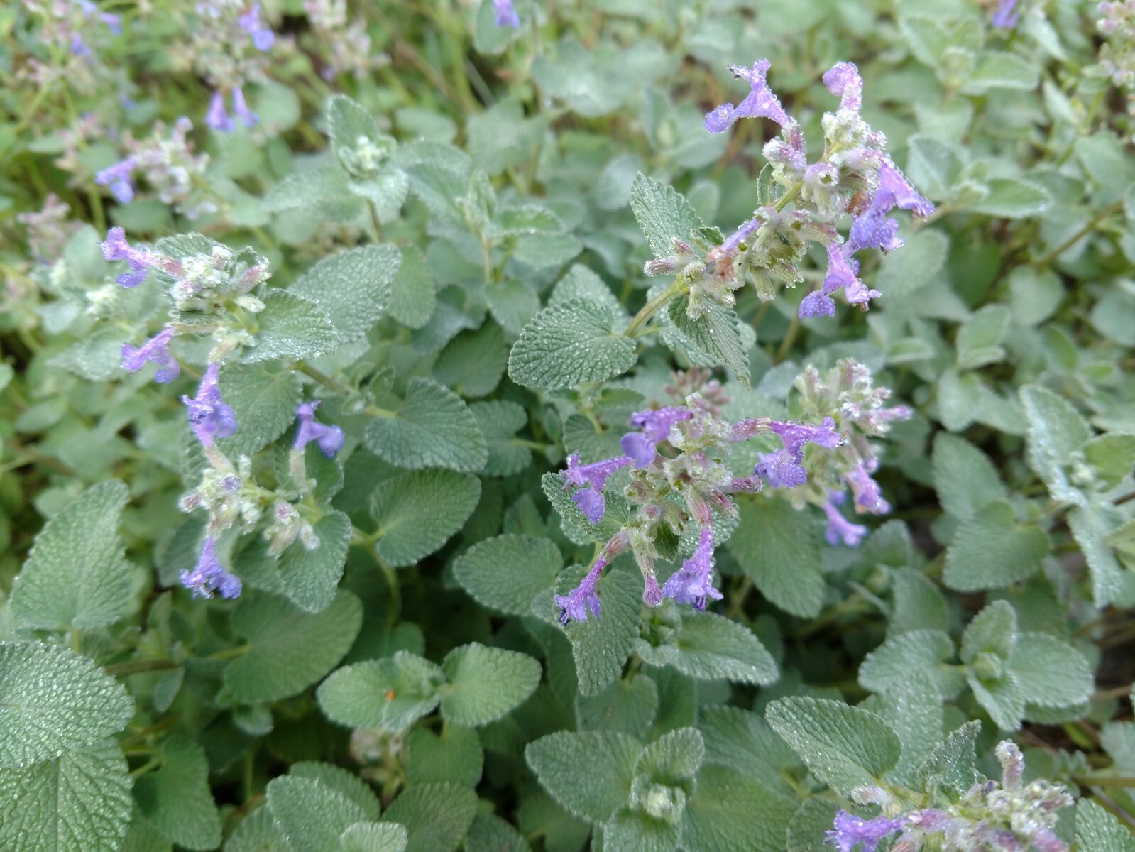 1000+ CATNIP SEEDS – PERENNIAL – BUG REPELLING – NON GMO – HEIRLOOM – HERB