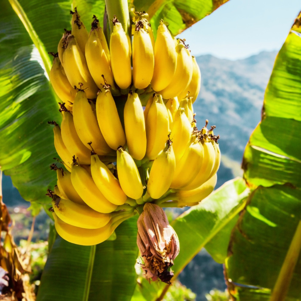 Dwarf Cavendish Banana Live Plant 4-6 Inches Tall Rooted Fruiting Musa