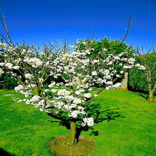 AMERICAN PLUM TREE SEEDS (Prunus americana) Fast Fruit Flower Plant Hardy-Zone 3