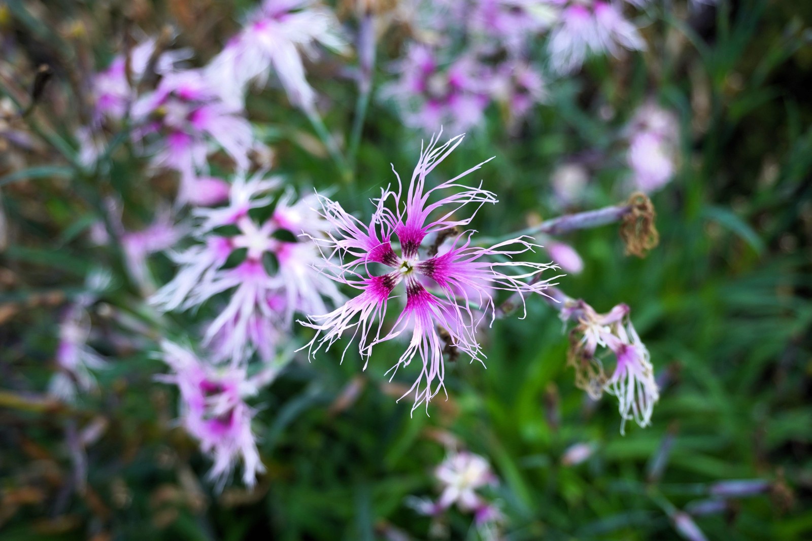1000 FRINGED PINKS DIANTHUS Superbus Flower Seeds