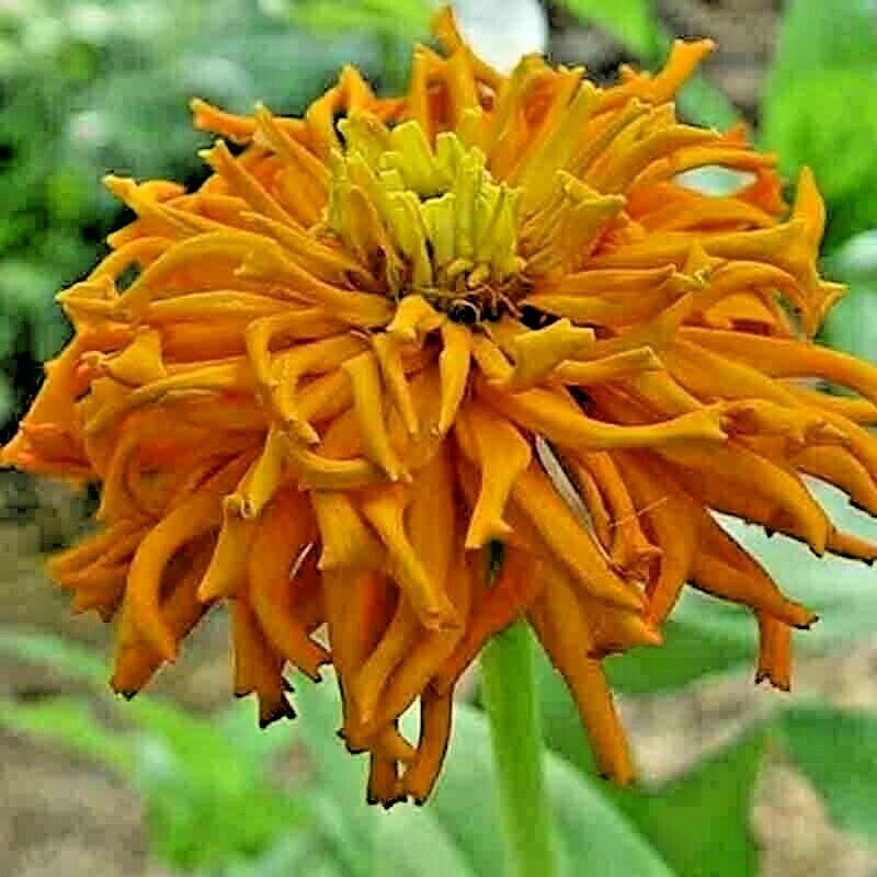 200+ ZINNIA SEEDS CACTUS FLOWER SPRING MIX HEAT DROUGHT TOLERANT BLOOMS BEES USA