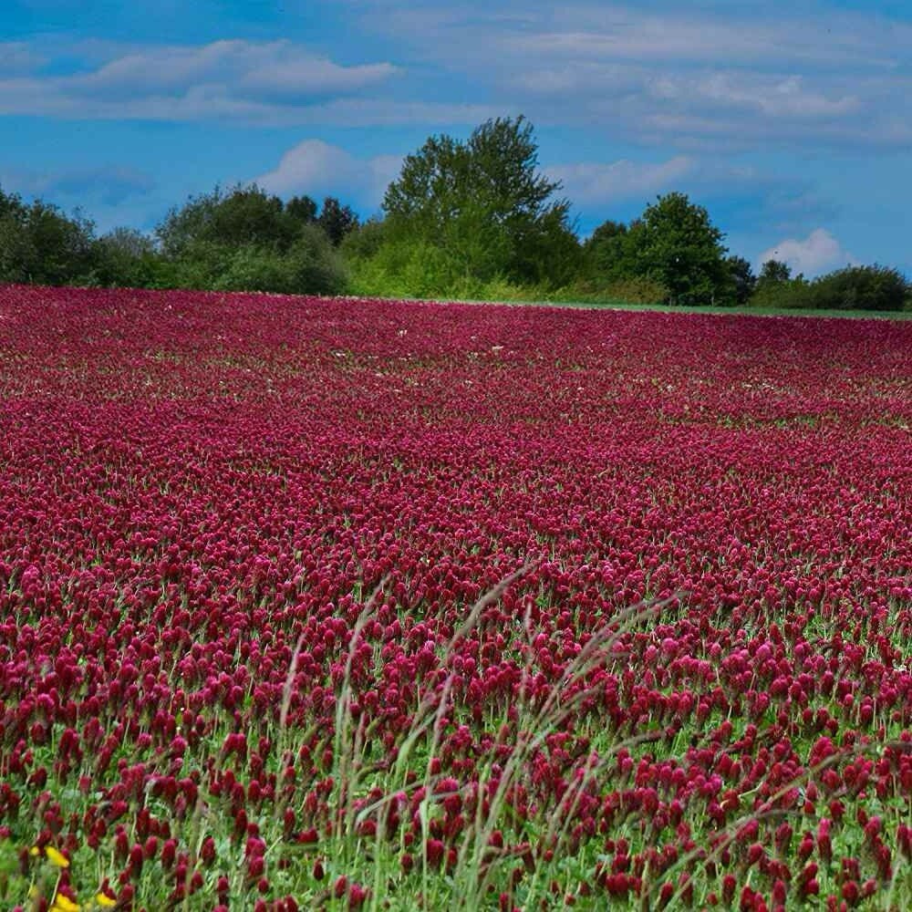 300 Crimson Clover Dixie (Trifolium Incarnatum) seeds (Non-GMO) Inoculated
