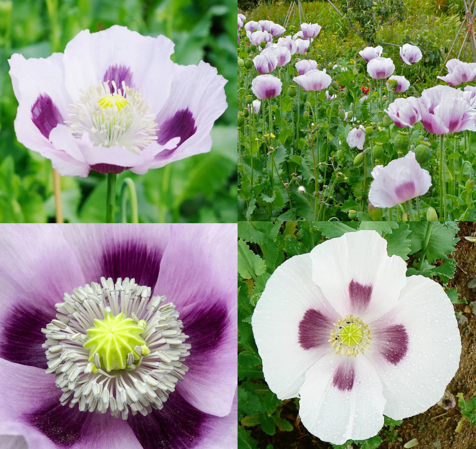 Poppy BLUE MOON White, Purple Large Flowers Unique Pods Non-GMO Rare 500 Seeds!