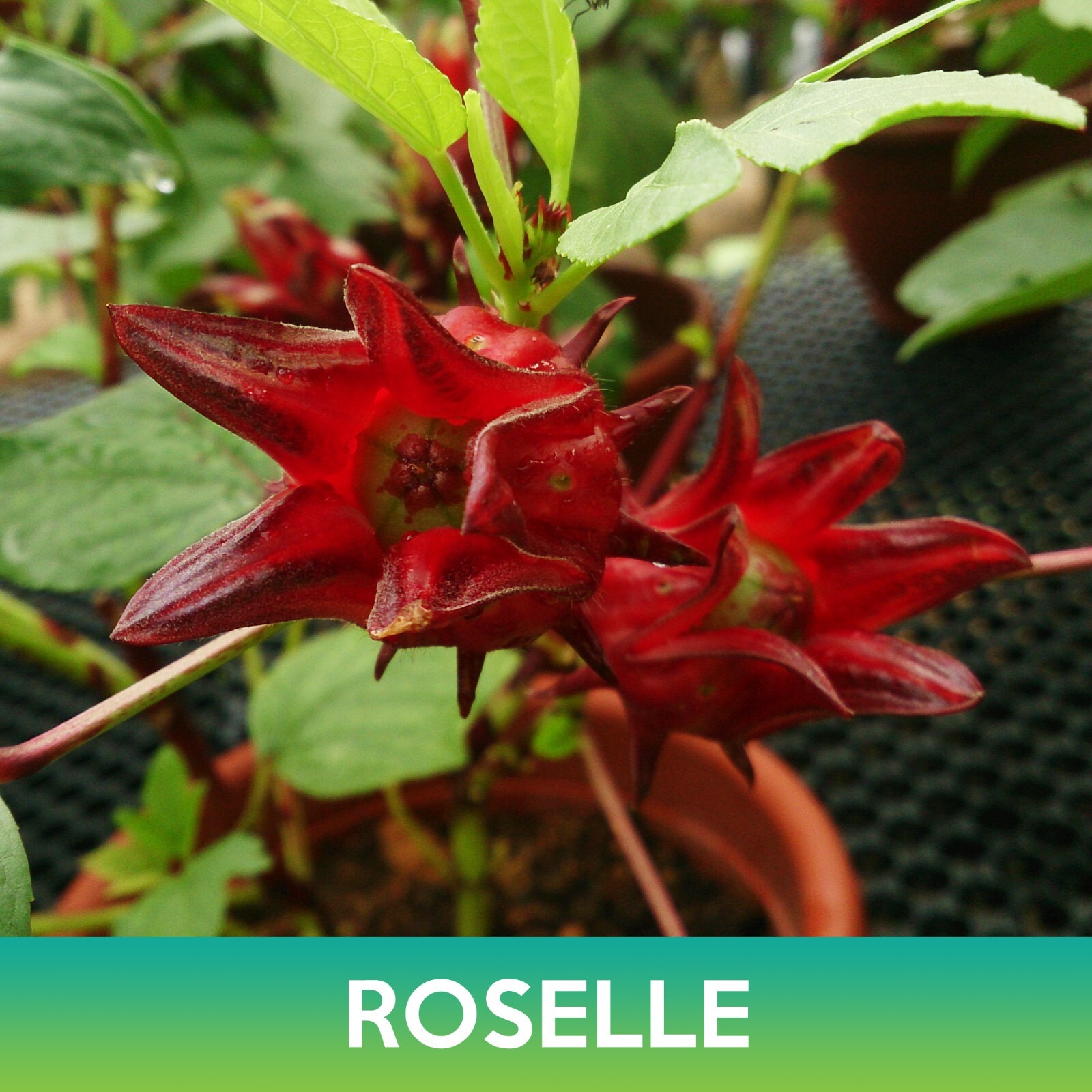 Roselle Seeds, Asian Sour Leaf, Hibiscus sabdariffa