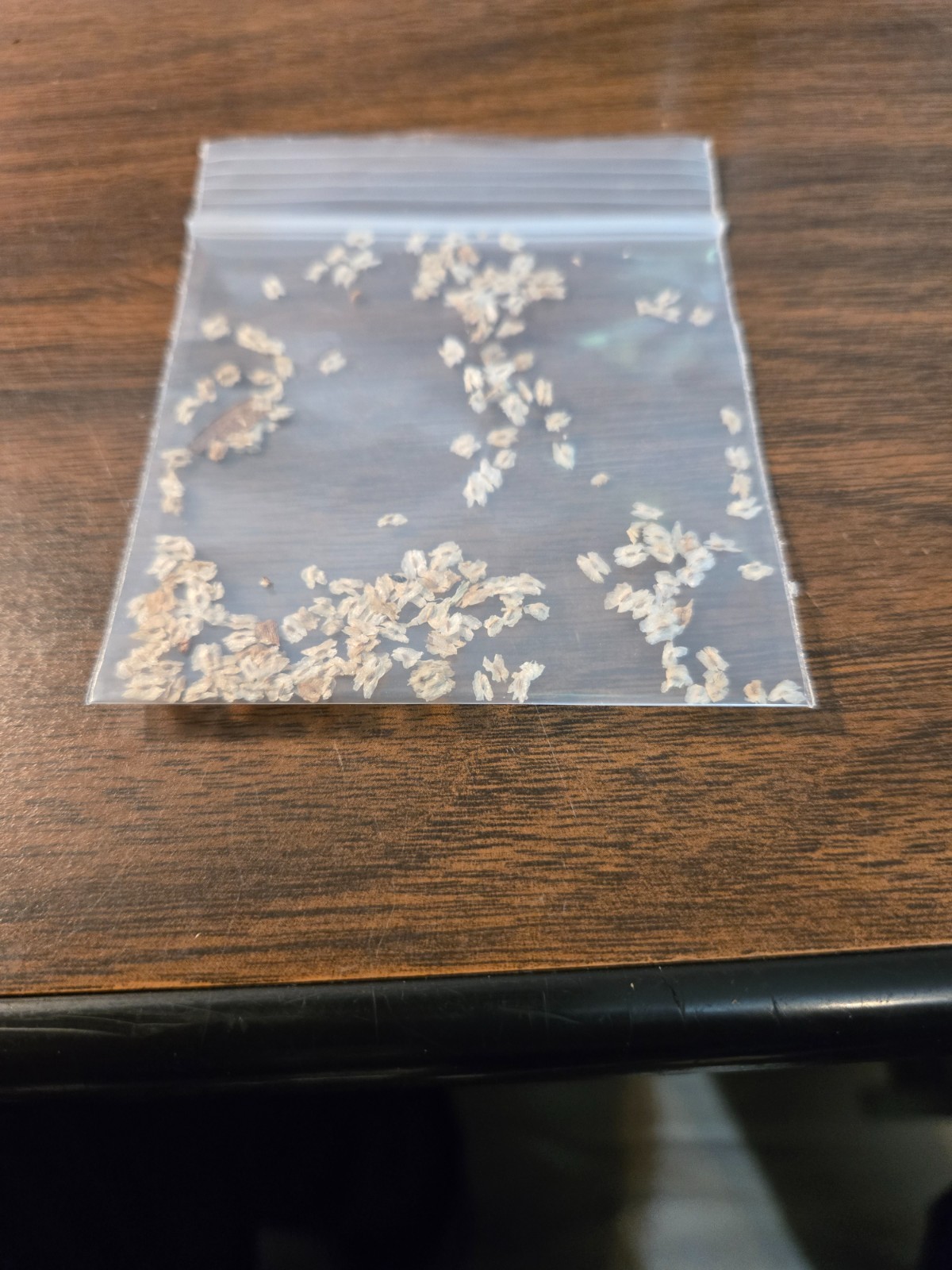 empress tree seeds bulk 90 % germination