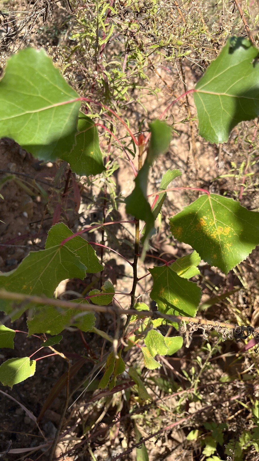 Cottonwood Tree, 1 year old healthy plant, Populus Fremontii 8-12 inches tall