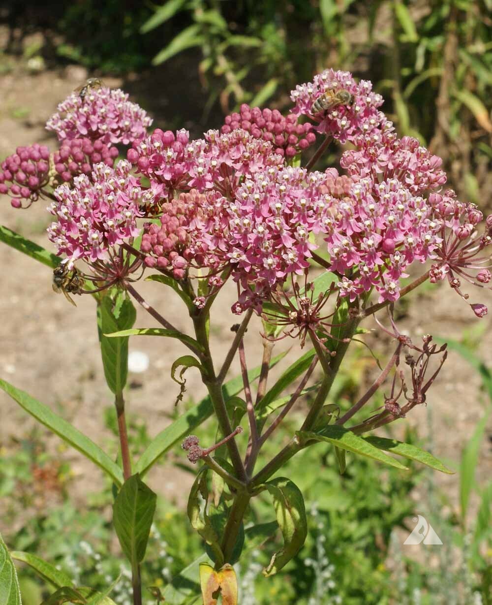Milkweed SWAMP ROSE Perennial Asclepias Monarch Butterfly Host Plant 50 Seeds!