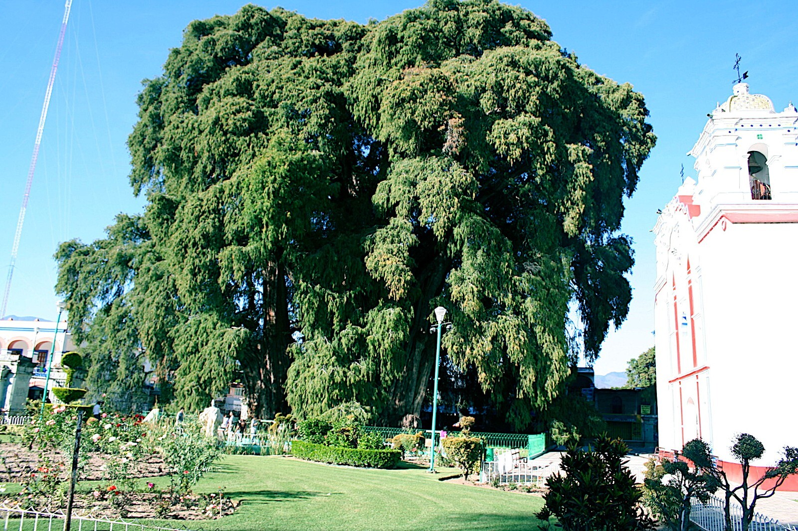 Montezuma Bald Marsh Cypress Tree Seeds (Taxodium mucronatum) Fast, Bonsai, Rare