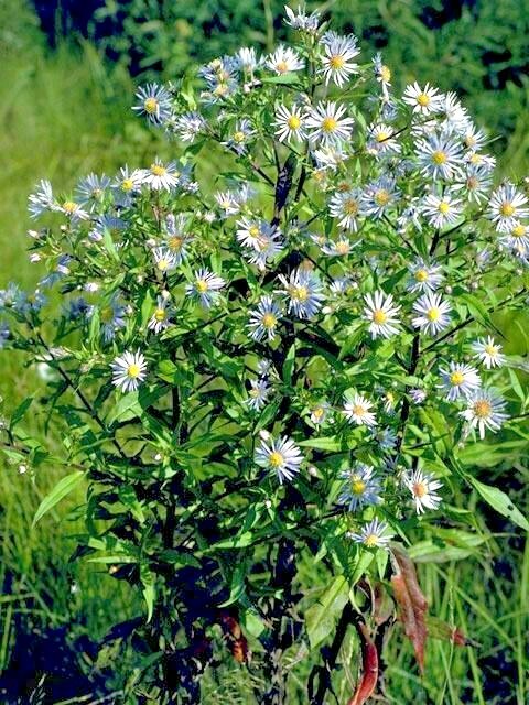 101+SMOOTH BLUE ASTER Seed Perennial Native Wildflower Summer Fall Flower Garden