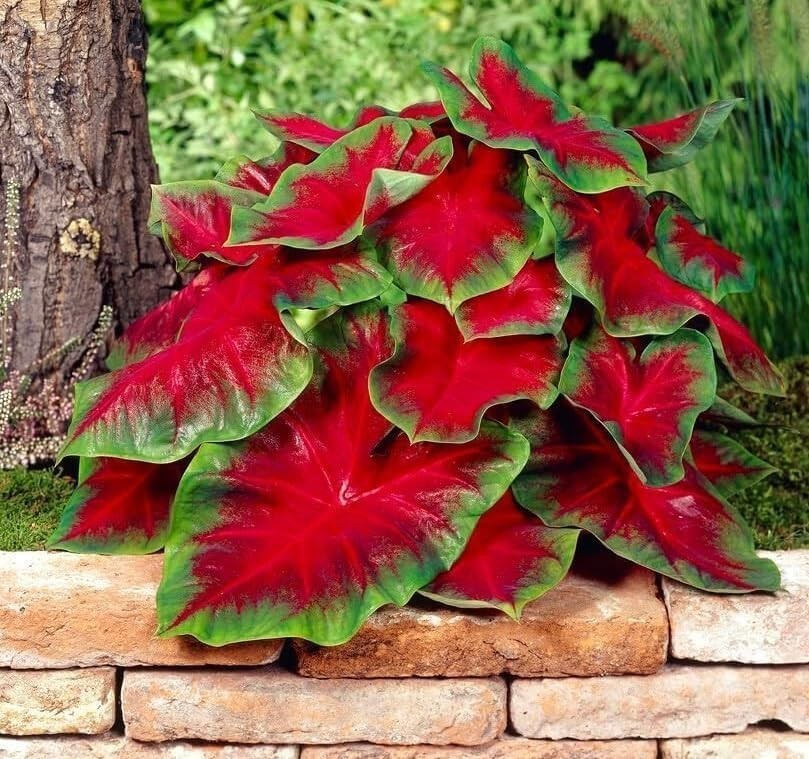 “Florida Cardinal Caladium Bulbs – Perennial Planting, Hosta & Elephant Ears (5