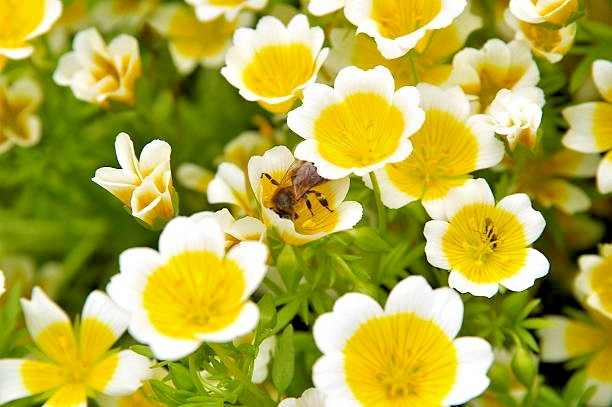 50 POACHED EGG PLANT SEEDS | SALE FREE SHIPPING NON GMO
