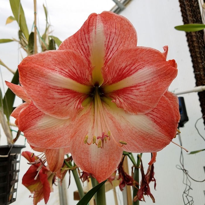 Amaryllis – Hippeastrum- Faro x Minerva seed grown Bulbs Blooming Size
