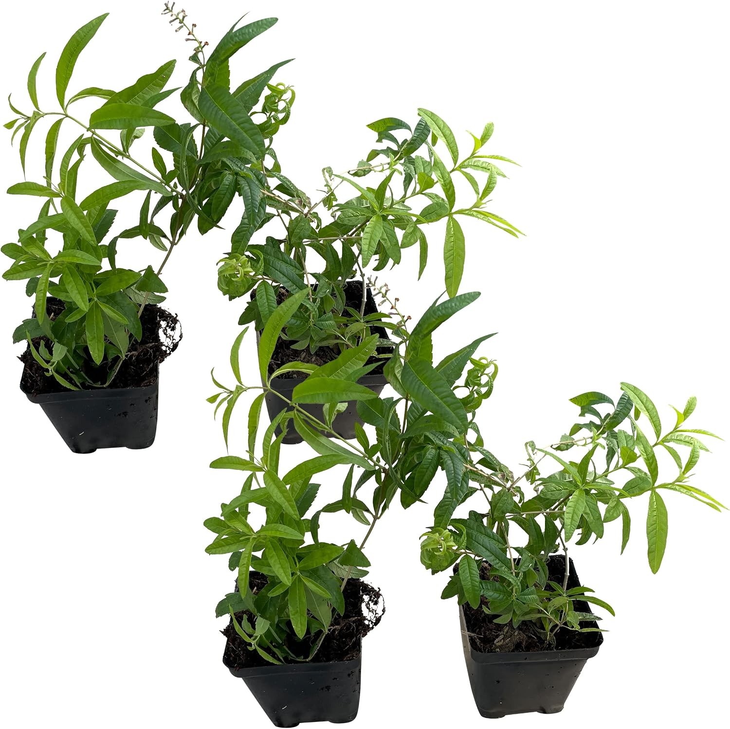 Live Herb – Lemon Verbena (4 Per Pack), Aromatic and Health Enhancer, Naturally