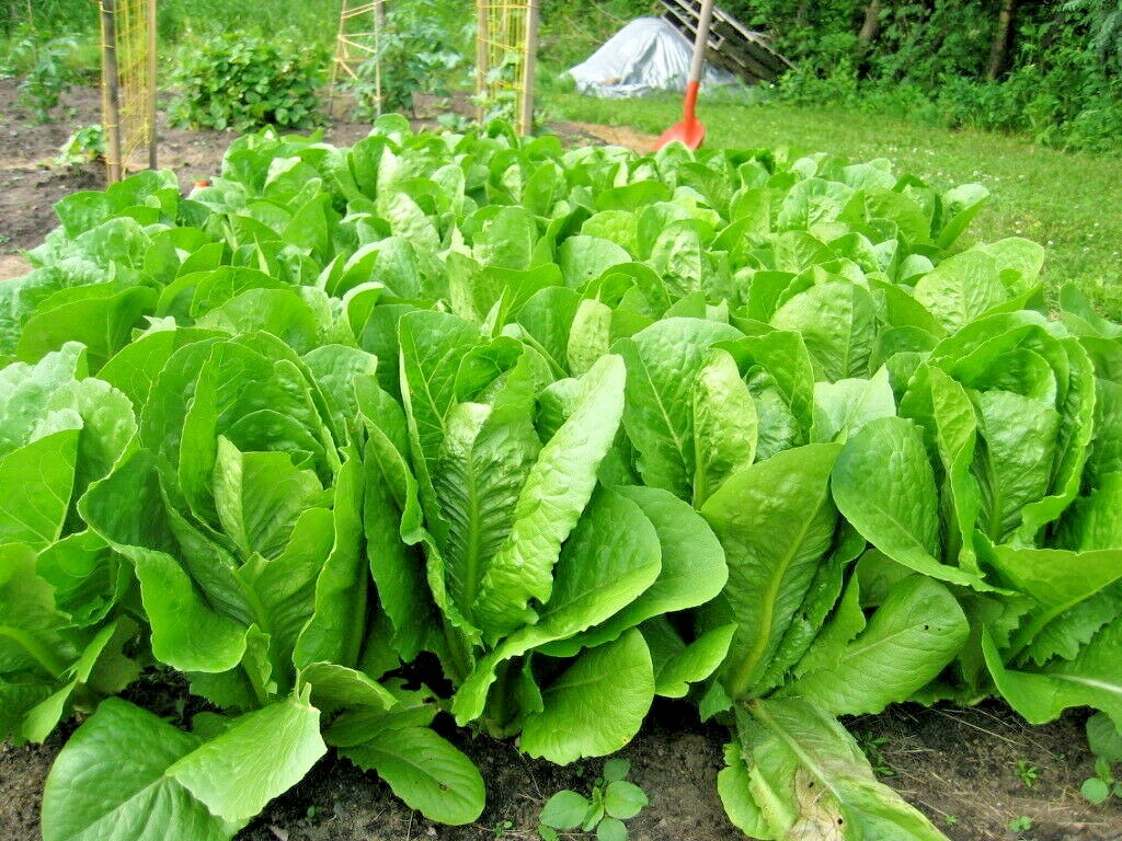 600+PARIS ISLAND Cos Romain LETTUCE Seeds Organic Spring Fall Garden Container