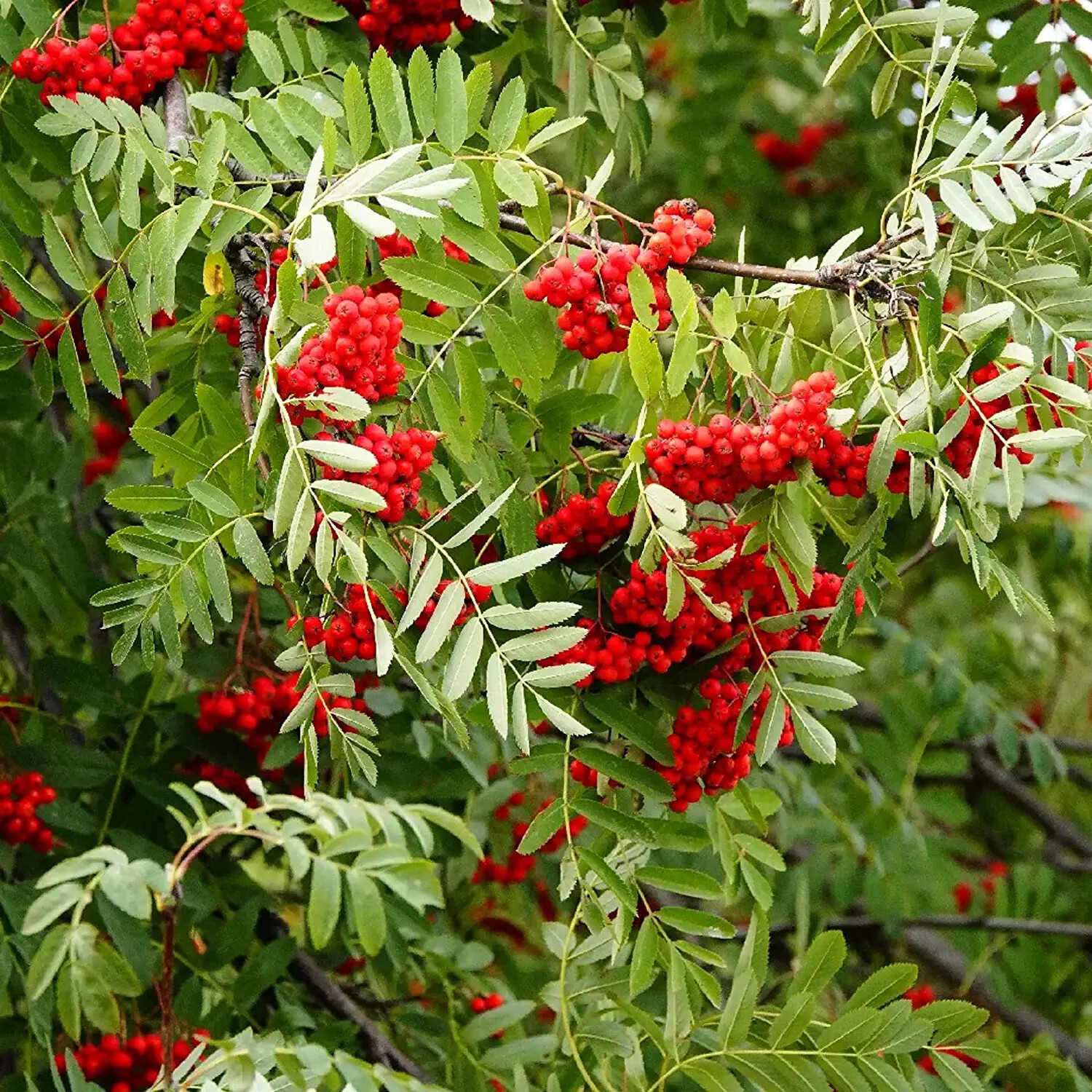 50 Mountain Ash Seeds for Planting Sorbus Aucuparia