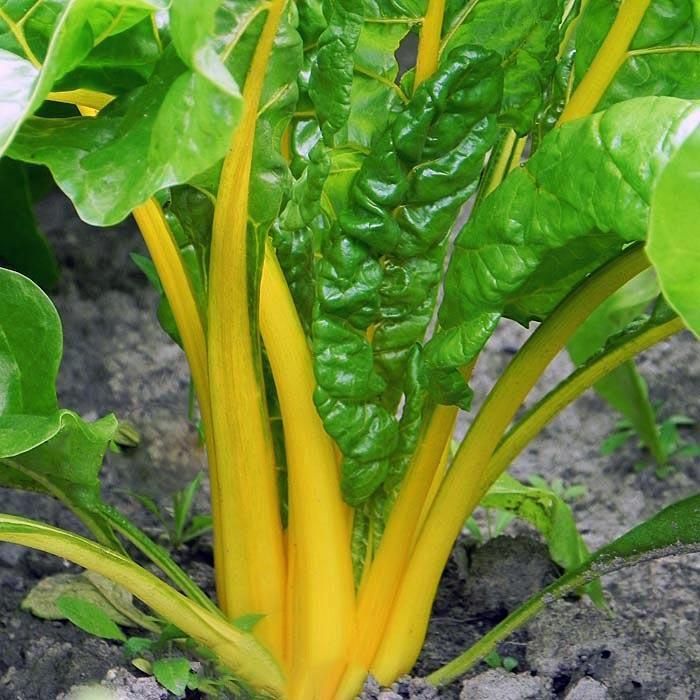 Canary Yellow Swiss Chard Seeds, NON-GMO, Colorful Salad, FREE SHIPPING
