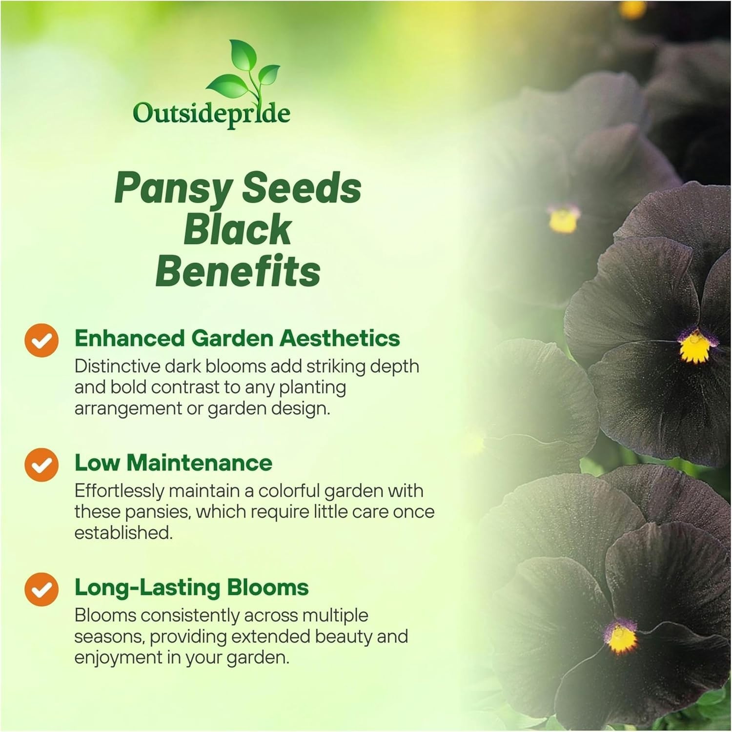 Elegant Black Viola Pansy Seeds – Pollinator-Friendly Biennials for Any Garden