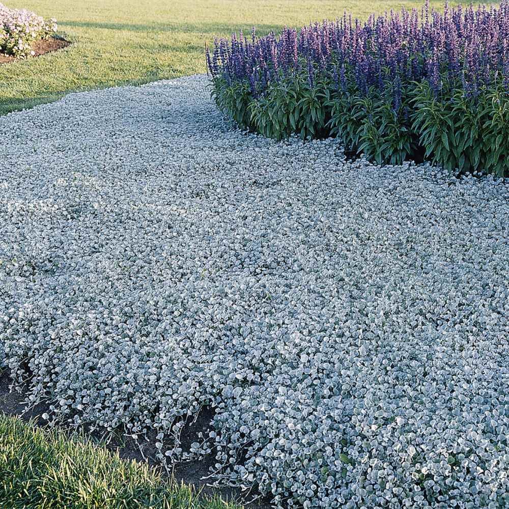 15 Seeds Dichondra Seeds Heat & Drought Tolerant Silver Falls Ground Cover
