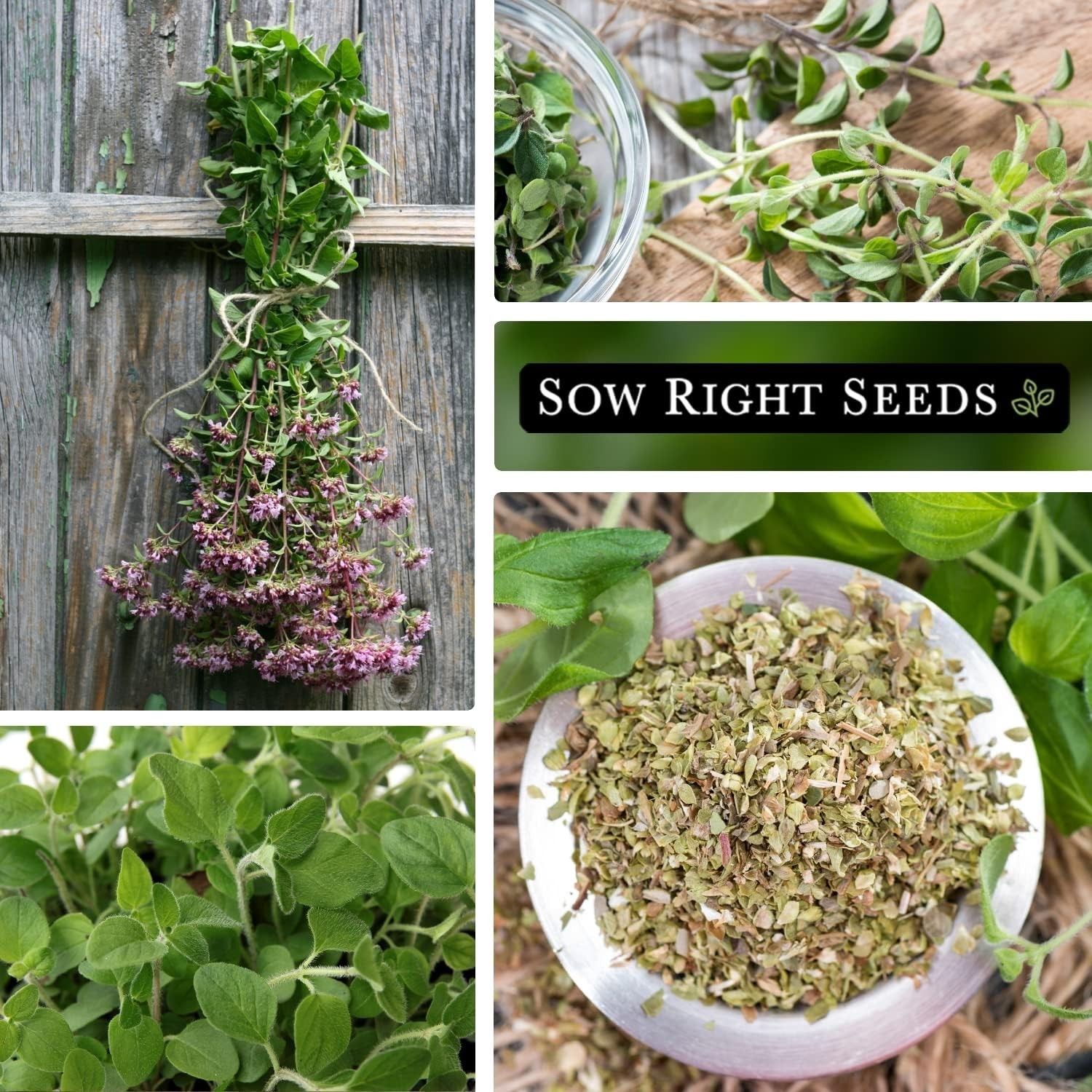 Fragrant Oregano Seeds for Indoor/Outdoor Gardening – Germinates in 7-14 Days