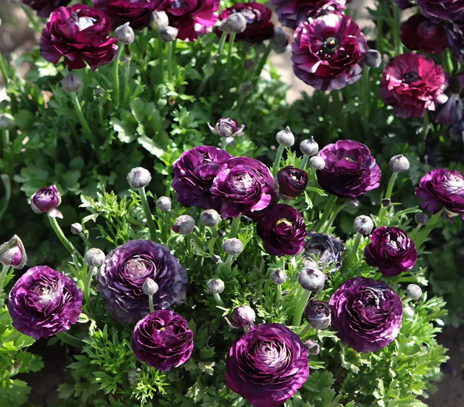 Purple Ranunculus Flowers 15 Bulbs Buttercup Peony Rose Wedding Flowers Planting