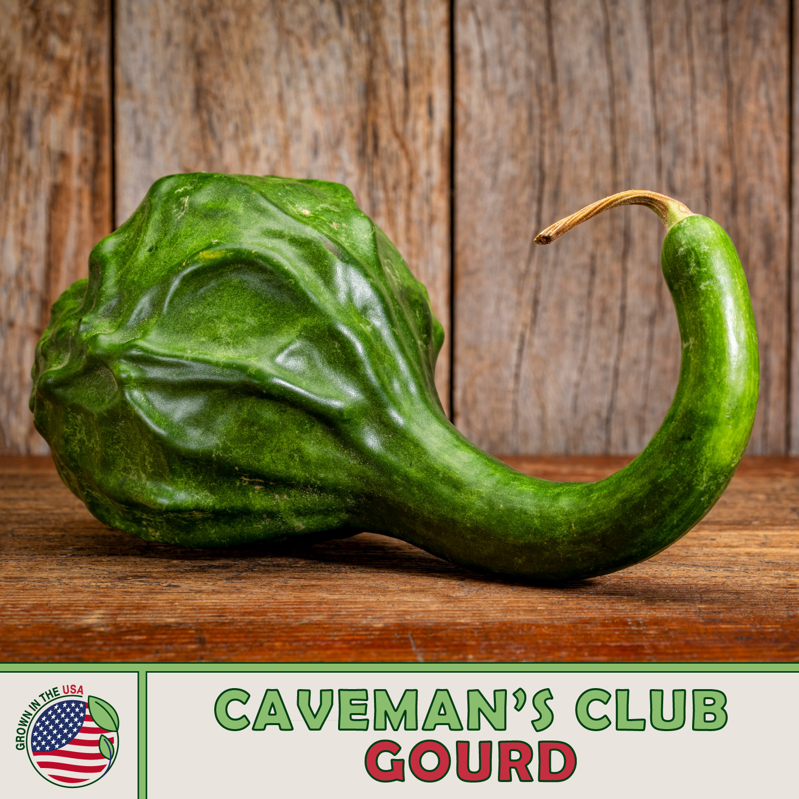 10 Caveman’s Club / Dinosaur Gourd Seeds, Heirloom, Non-GMO, Genuine USA