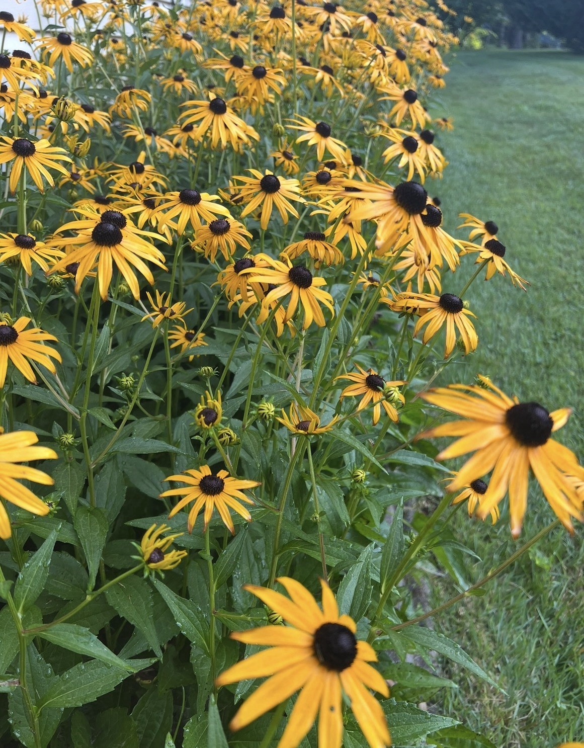 BLACK-EYED SUSAN FLOWER SEEDS- 25+- ATTRACTS POLLINATORS BUTTERFLIES BEES