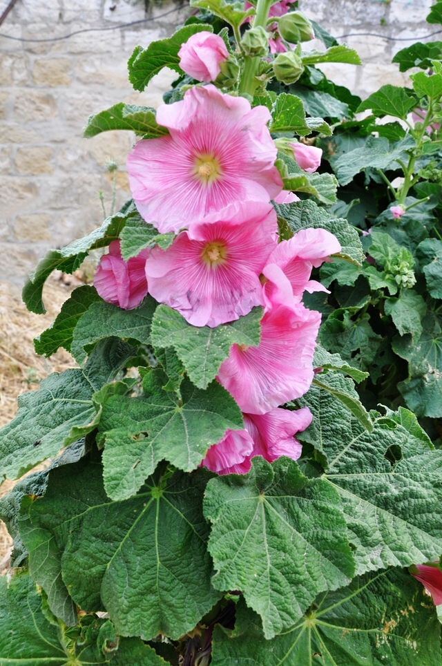 GIANT HOLLYHOCK MIXED COLORS 50 SEEDS, HARDY PERENNIAL, EZ TO GROW, USA SELLER