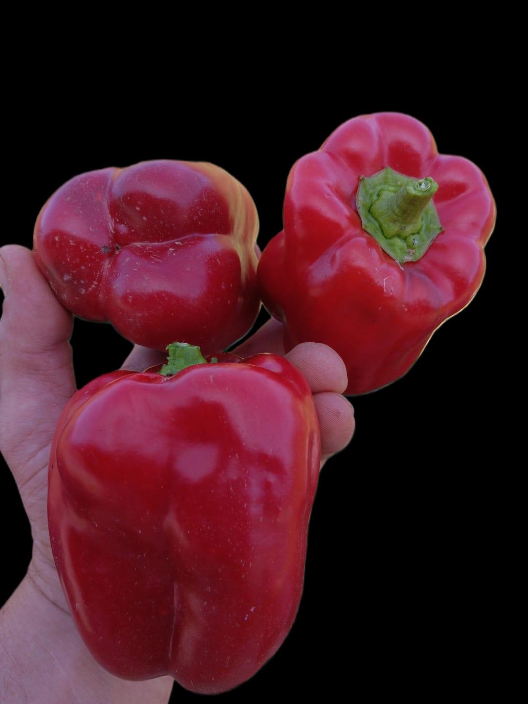 Keystone Giant Pepper Seeds Disease Resistant 15 Seeds. Free Shipping!