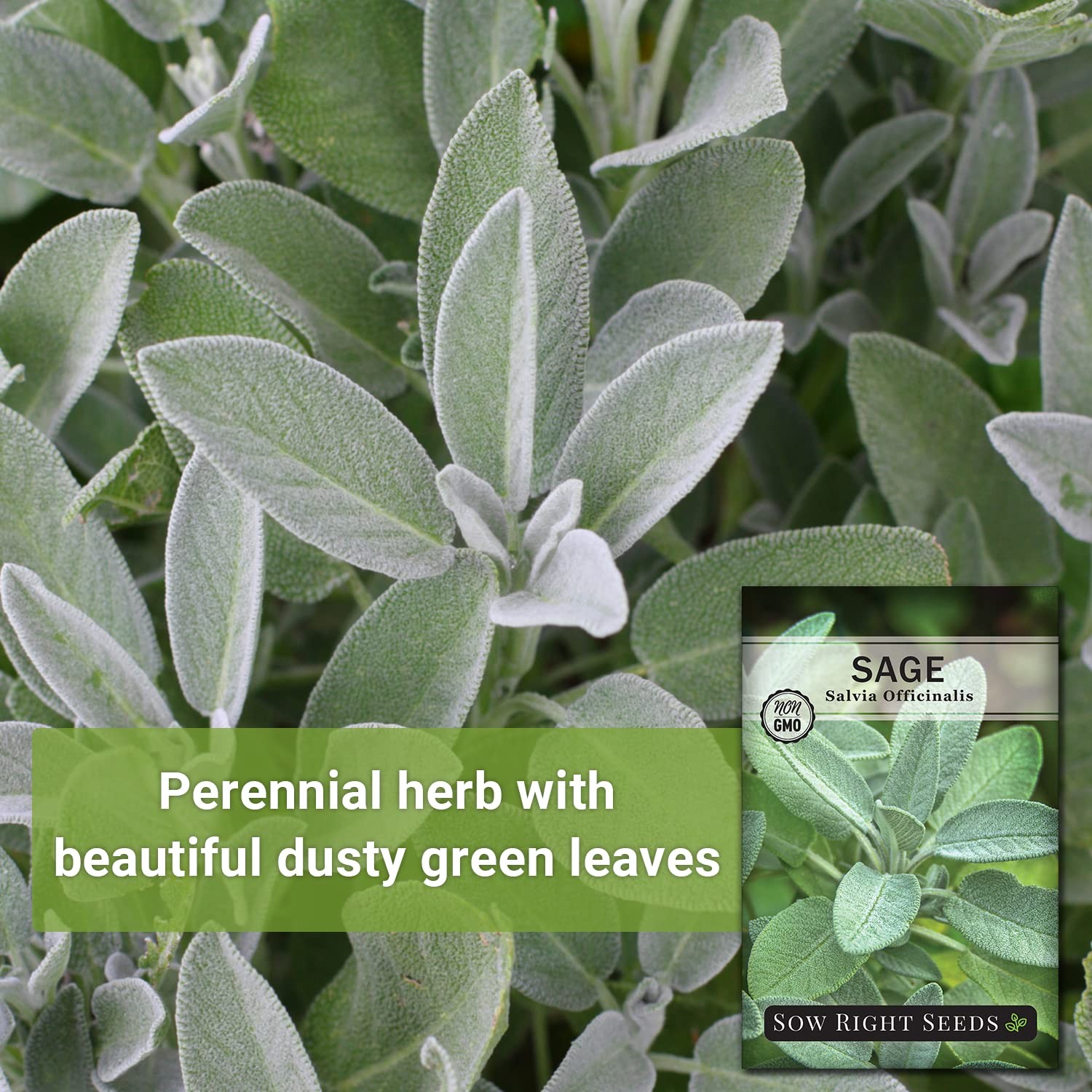 Sow Right Seeds Sage Seeds for Planting NonGMO Heirloom Packet with Instruc…