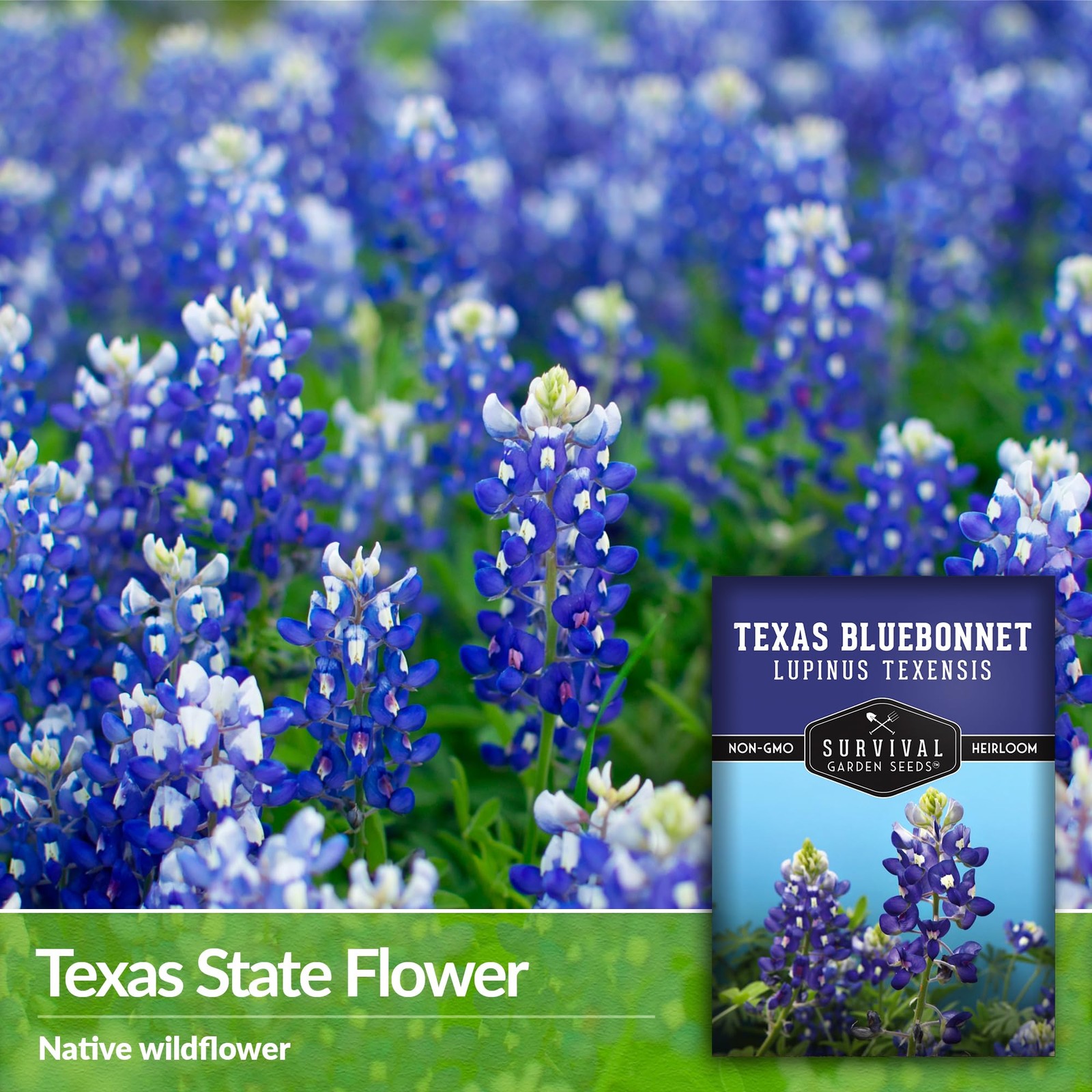 Texas Bluebonnet Seeds for Planting – 1 Packet with Instructions to Plant & G…