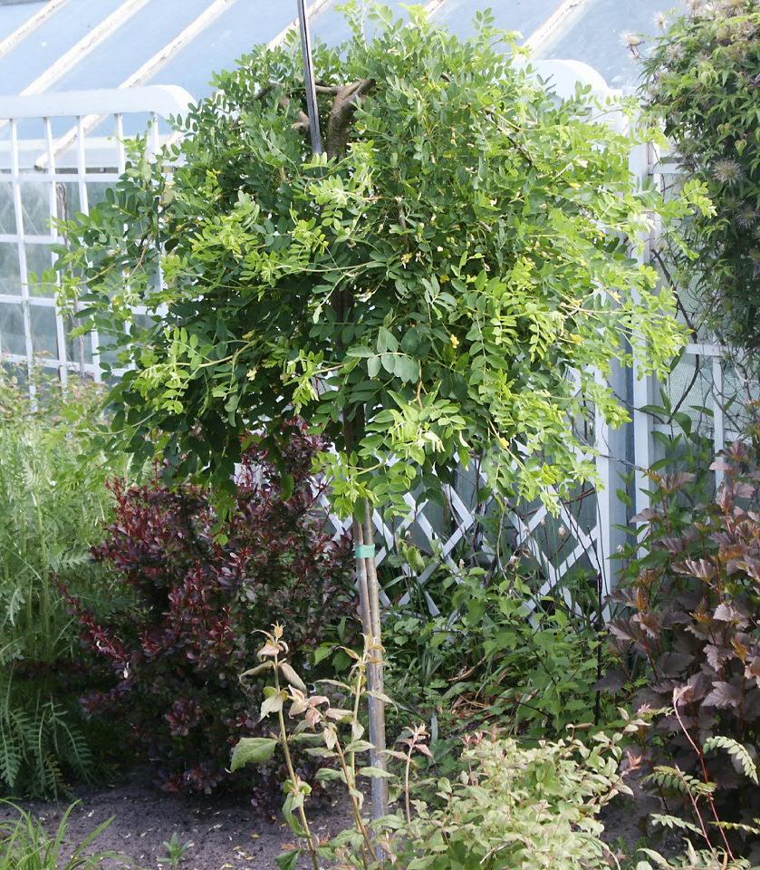 Siberian Pea Tree, Caragana arborescens, Seeds