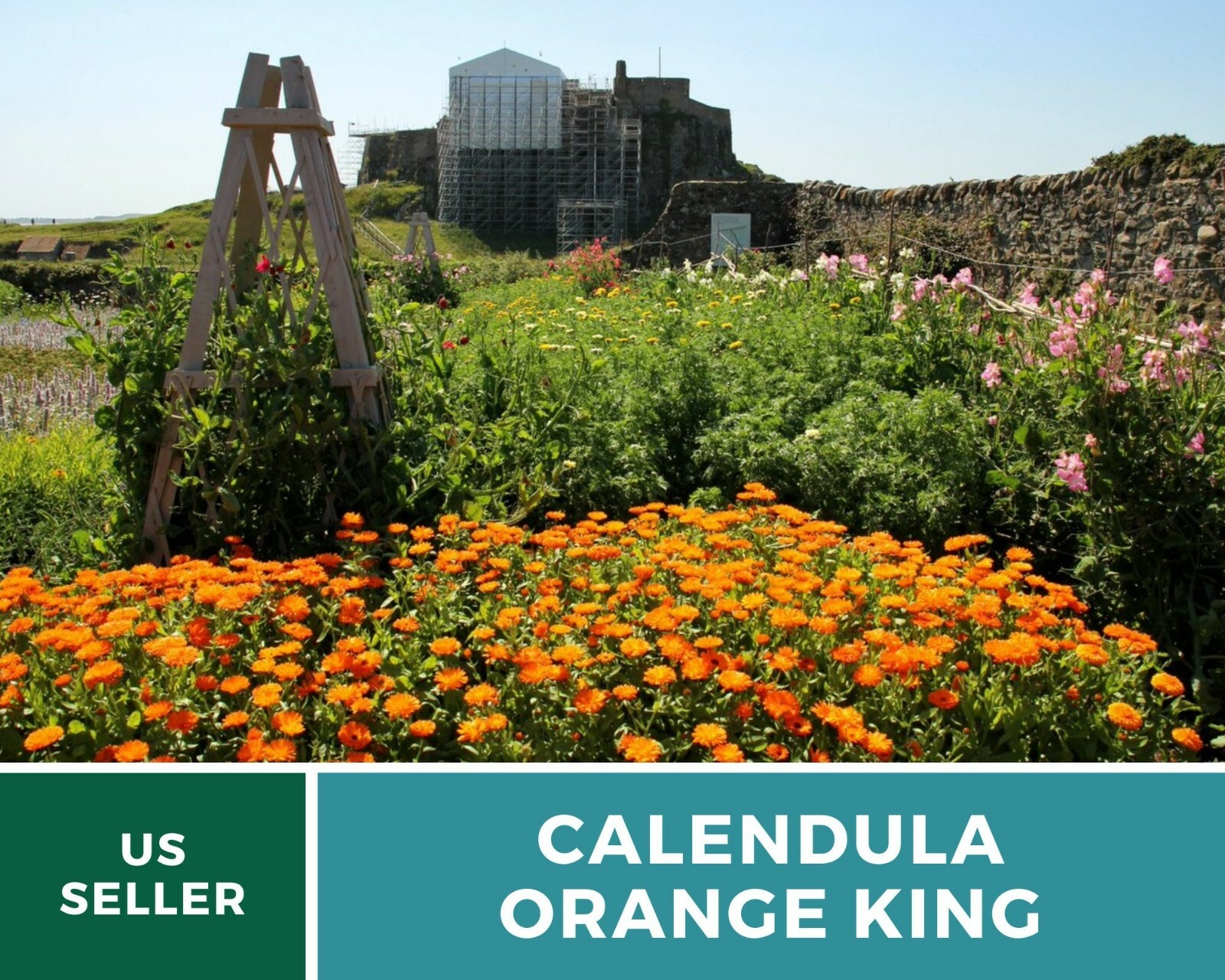 Calendula, Orange King – Heirloom Seeds – Medicinal & Pollinator Friendly Flower