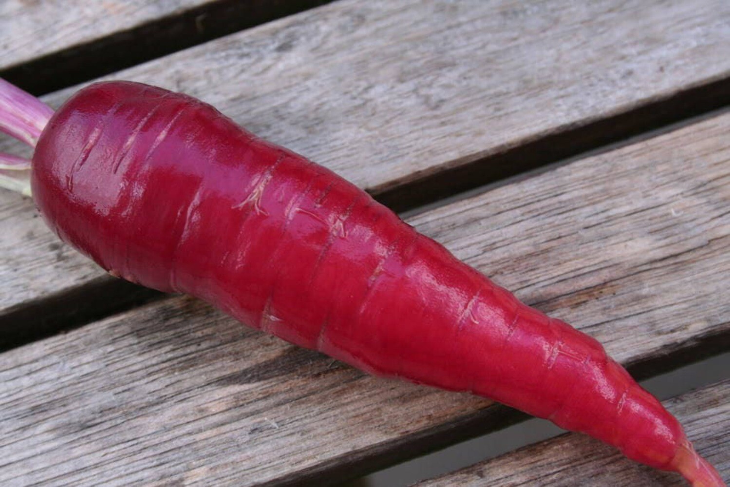 400 COSMIC PURPLE CARROT Daucus Carota Vegetable Seeds