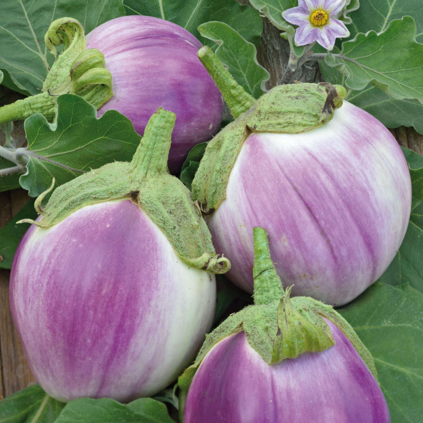 35 Fresh Heirloom | NON-GMO | Rosa Bianca Premium Eggplant Seeds-B 51