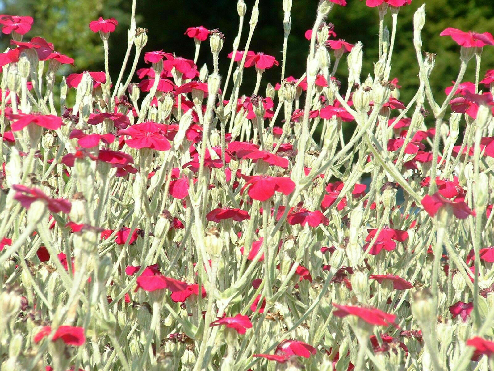 Purple-Rose Campion Perennial Vibrant Deep Color & Constant Flowering~120 Seeds