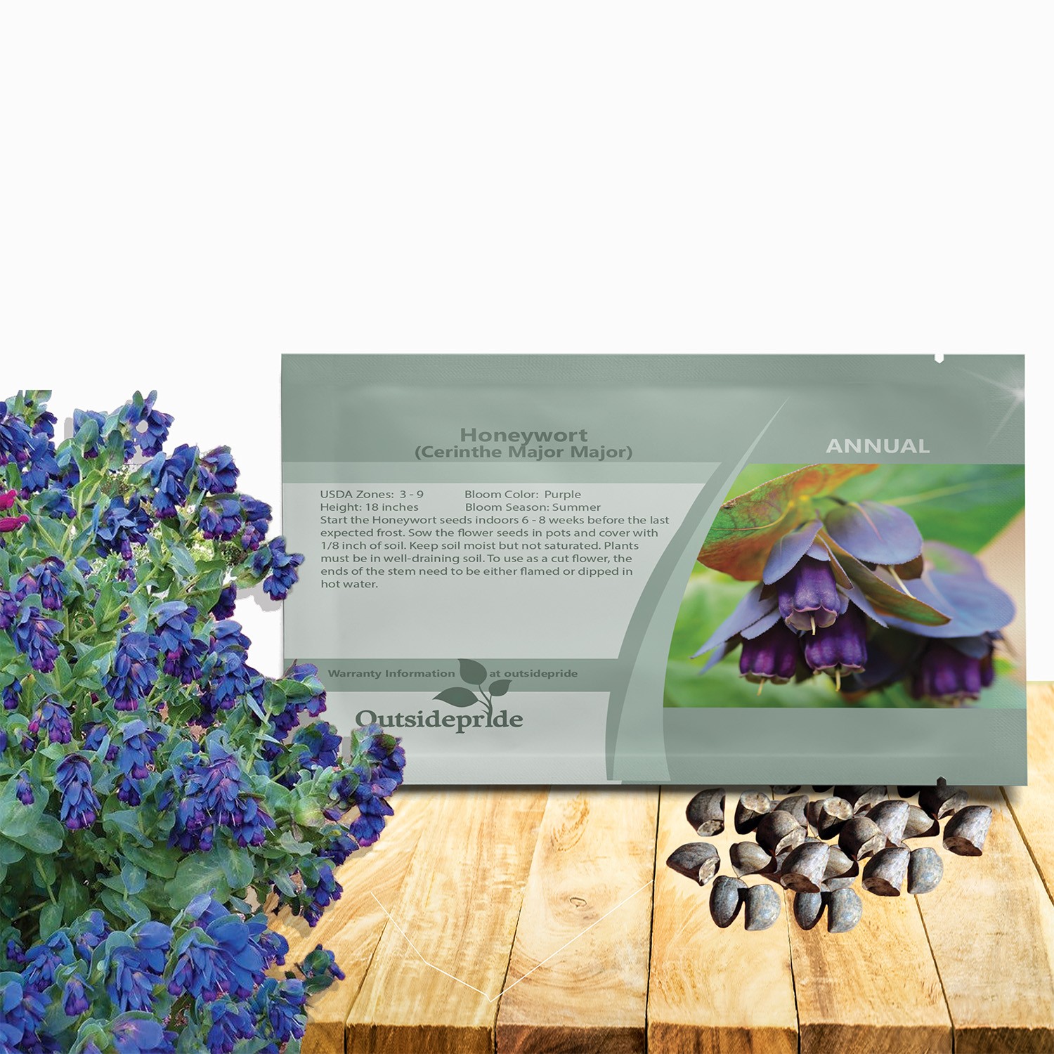 50 Seeds Honeywort Seeds – Cerinthe Major Flower Seeds
